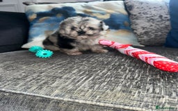 Pomeranian dogs for sale: TINY MARBLE POMERANIAN GIRL  - Image 5