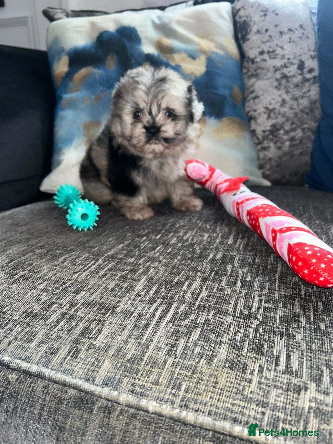 Pomeranian dogs for sale: TINY MARBLE POMERANIAN GIRL  - Image 5