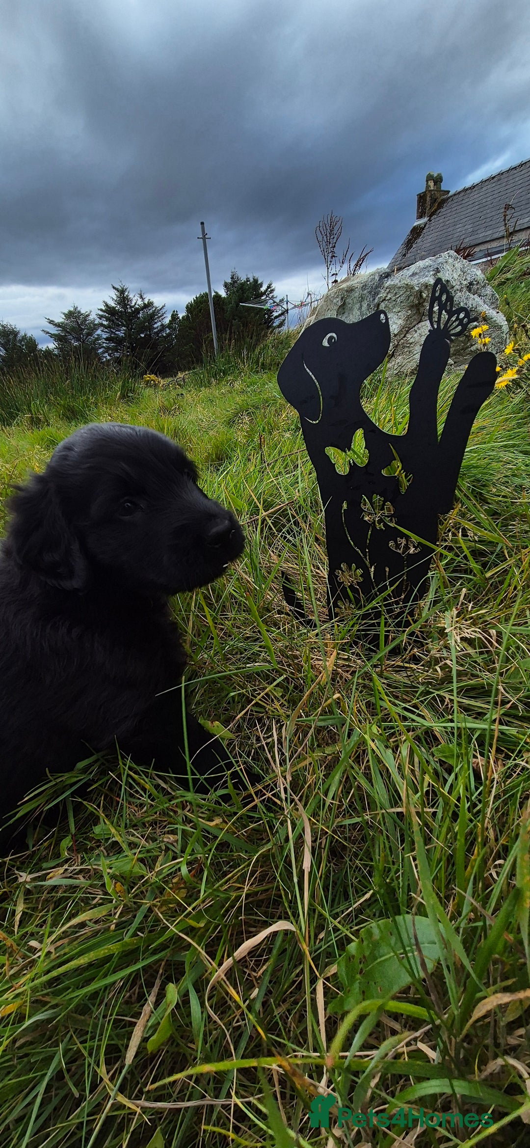 Flat coated Retriever dogs for sale: Flat coat retriever  - Image 23