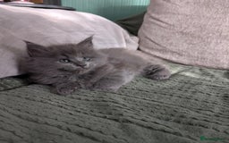 Maine Coon cats for sale: Beautiful Maine Coon Kittens - Image 28
