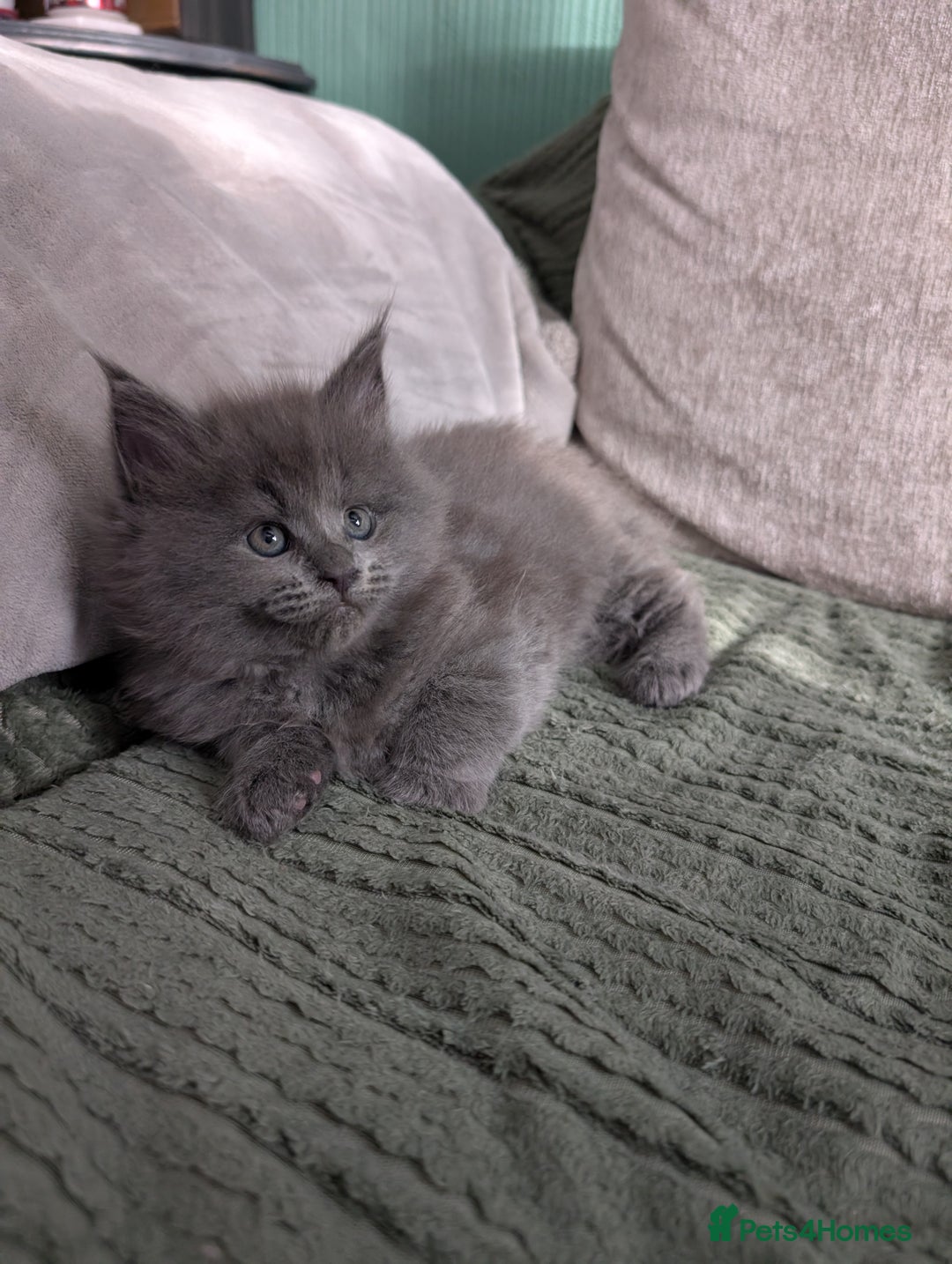 Maine Coon cats for sale: Beautiful Maine Coon Kittens - Image 28
