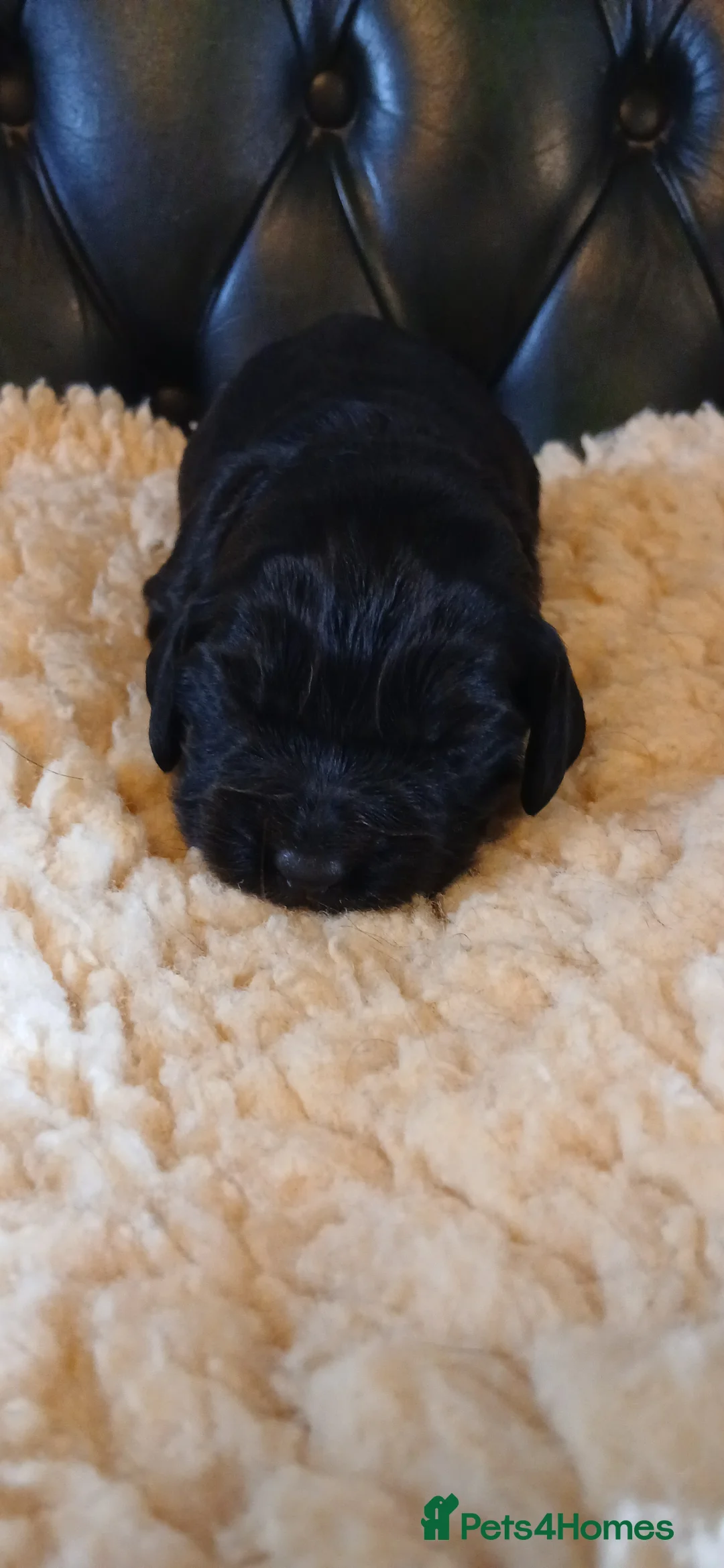 Cocker Spaniel dogs for sale: Kc Reg Health tested working Cocker spaniels  - Advert 13