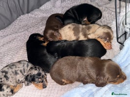 Miniature Dachshund dogs - Advert 4