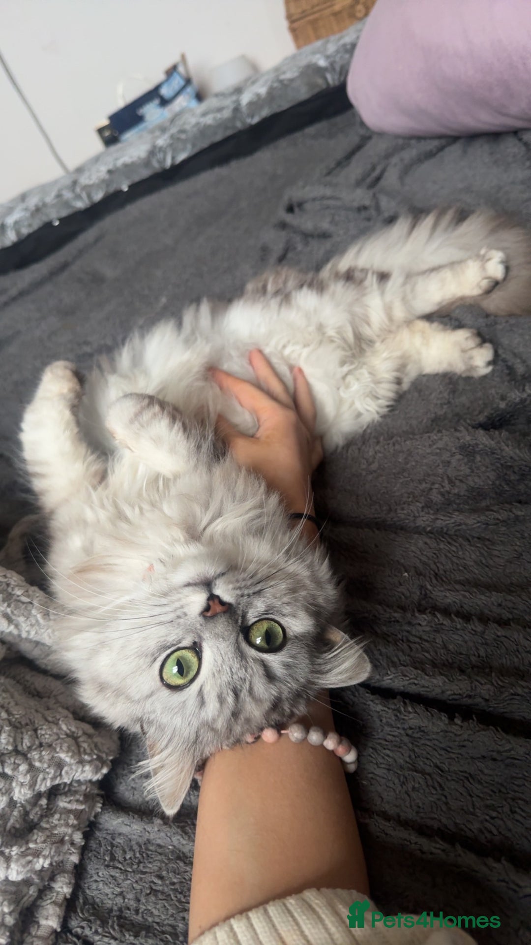 Persian cats for sale: Persian x  - Image 4