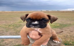 Boxer dogs for sale: Beautiful chunky Boxer puppies - Image 11
