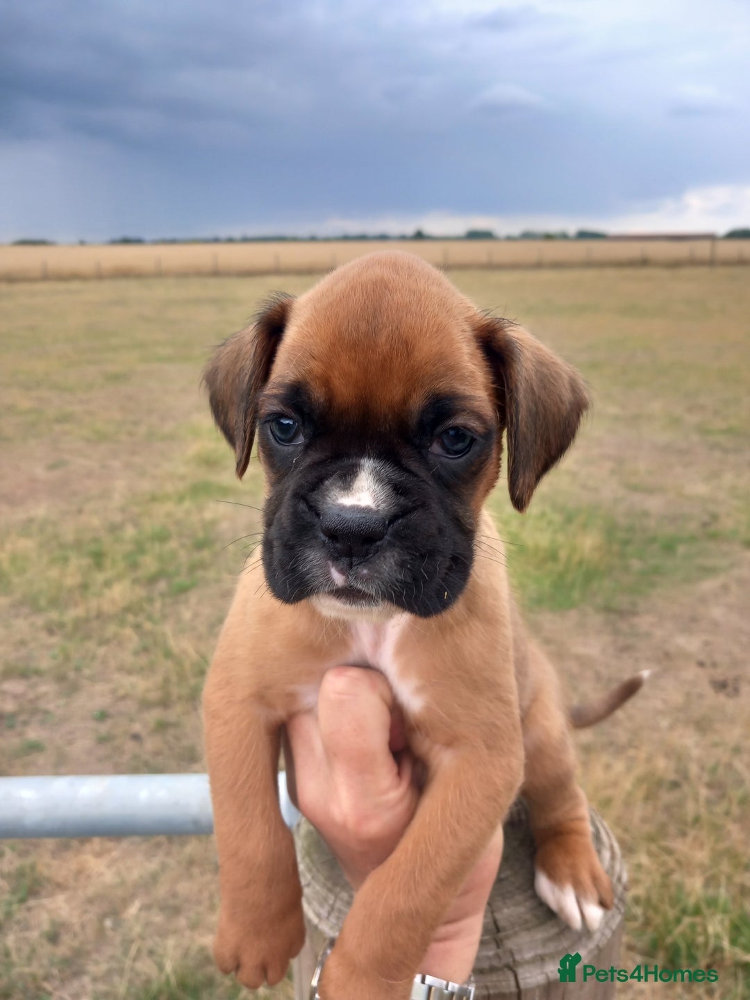 Boxer dogs for sale: Beautiful chunky Boxer puppies - Image 11