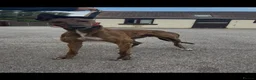Greyhound dogs for sale: alan  - Advert 3