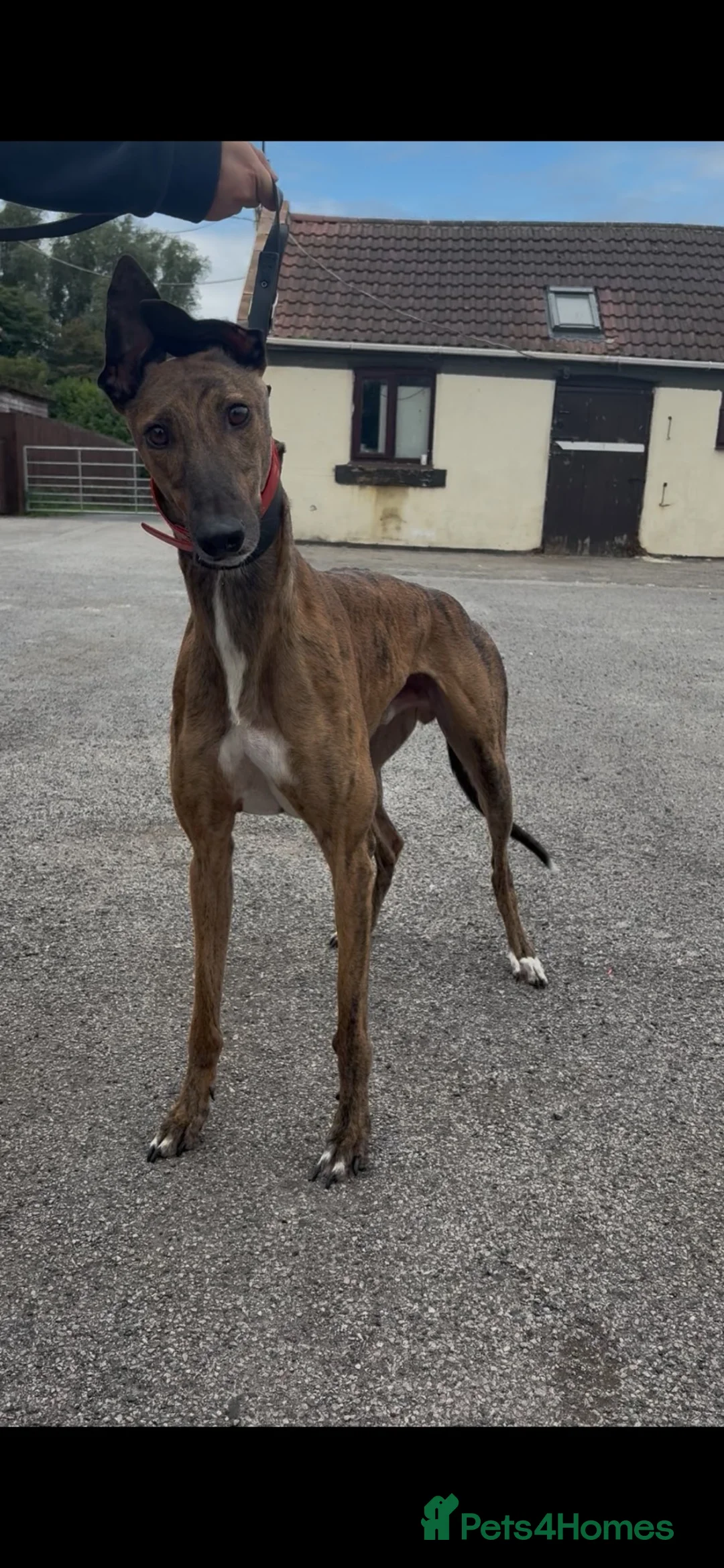 Greyhound dogs for sale: alan  - Advert 3