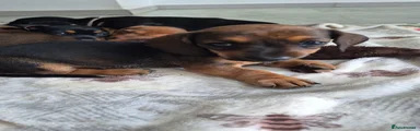 Dachshund 3 Male Mixed colours
