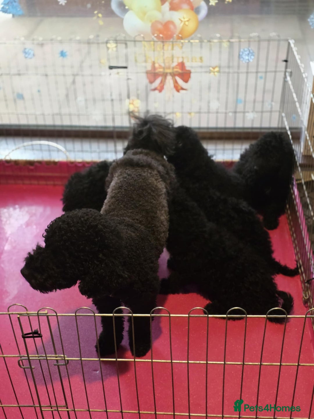 Miniature Poodle dogs for sale: For sale 4 gorgeous girls and 2 boys  - Advert 9