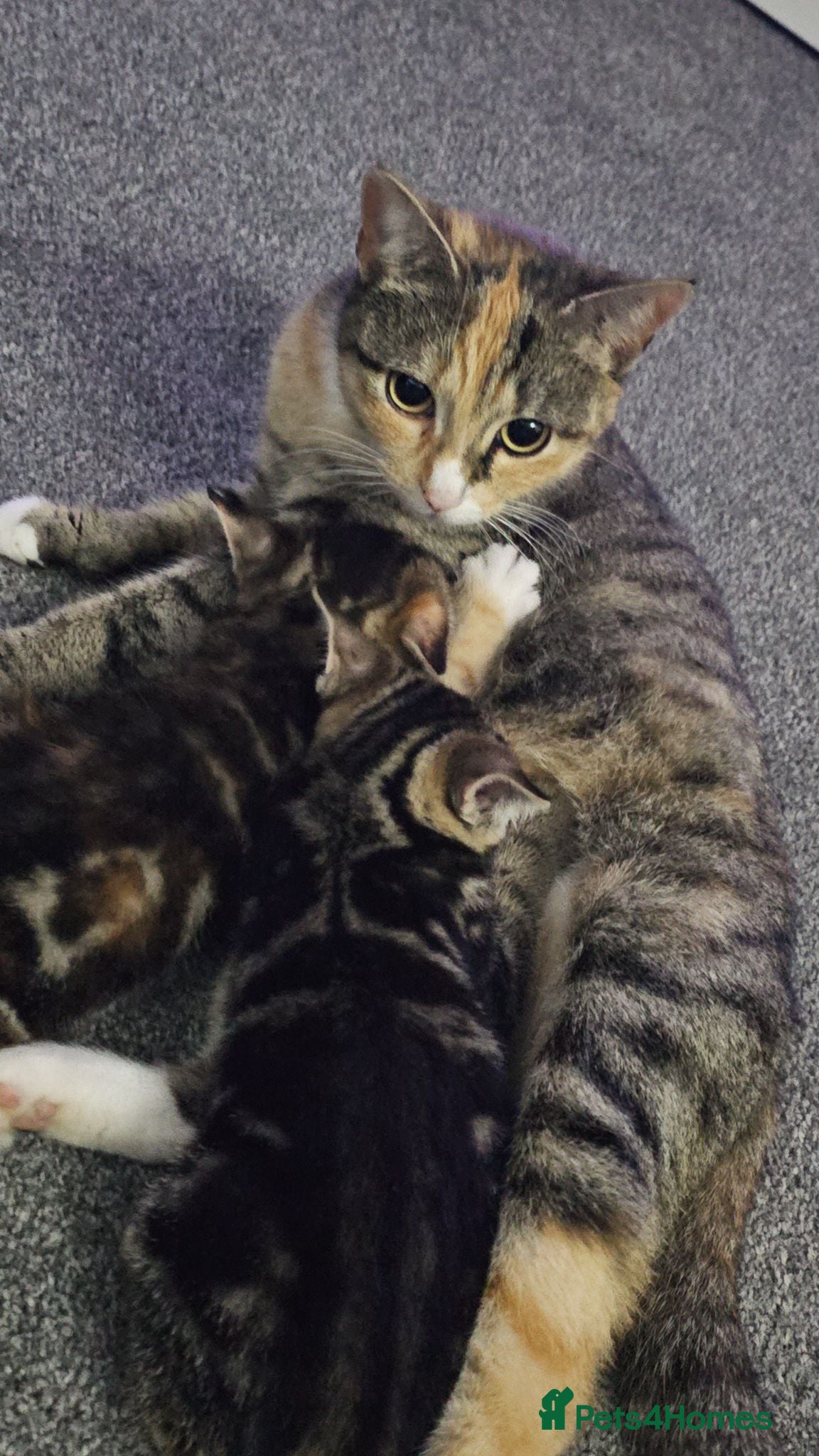 Mixed Breed cats 2 kittens available  - Advert 2