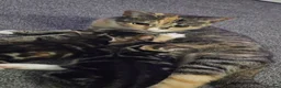 Mixed Breed cats for sale: 2 kittens available  - Advert 1