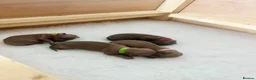 Italian Greyhound dogs for sale: KC registered Beautiful pups - Advert 15