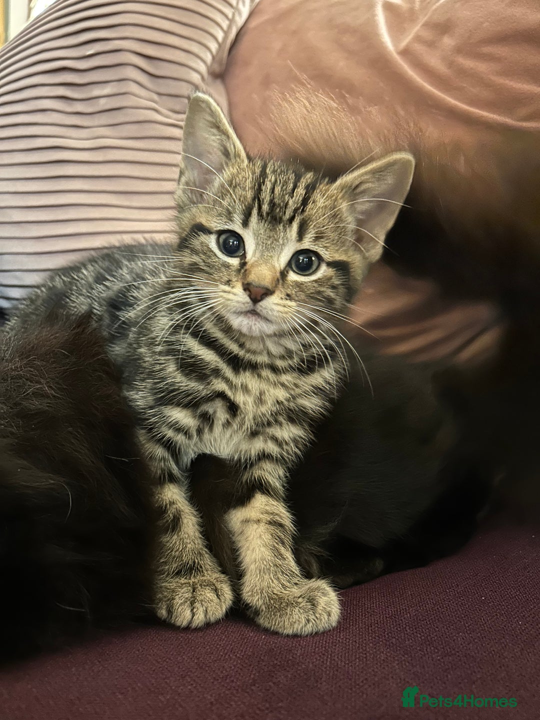 Mixed Breed cats for sale: 3x playful and sweet little kittens - Image 4
