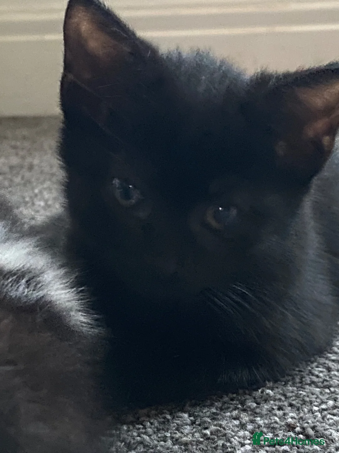 Mixed Breed cats for sale: Two beautiful kittens - Advert 9