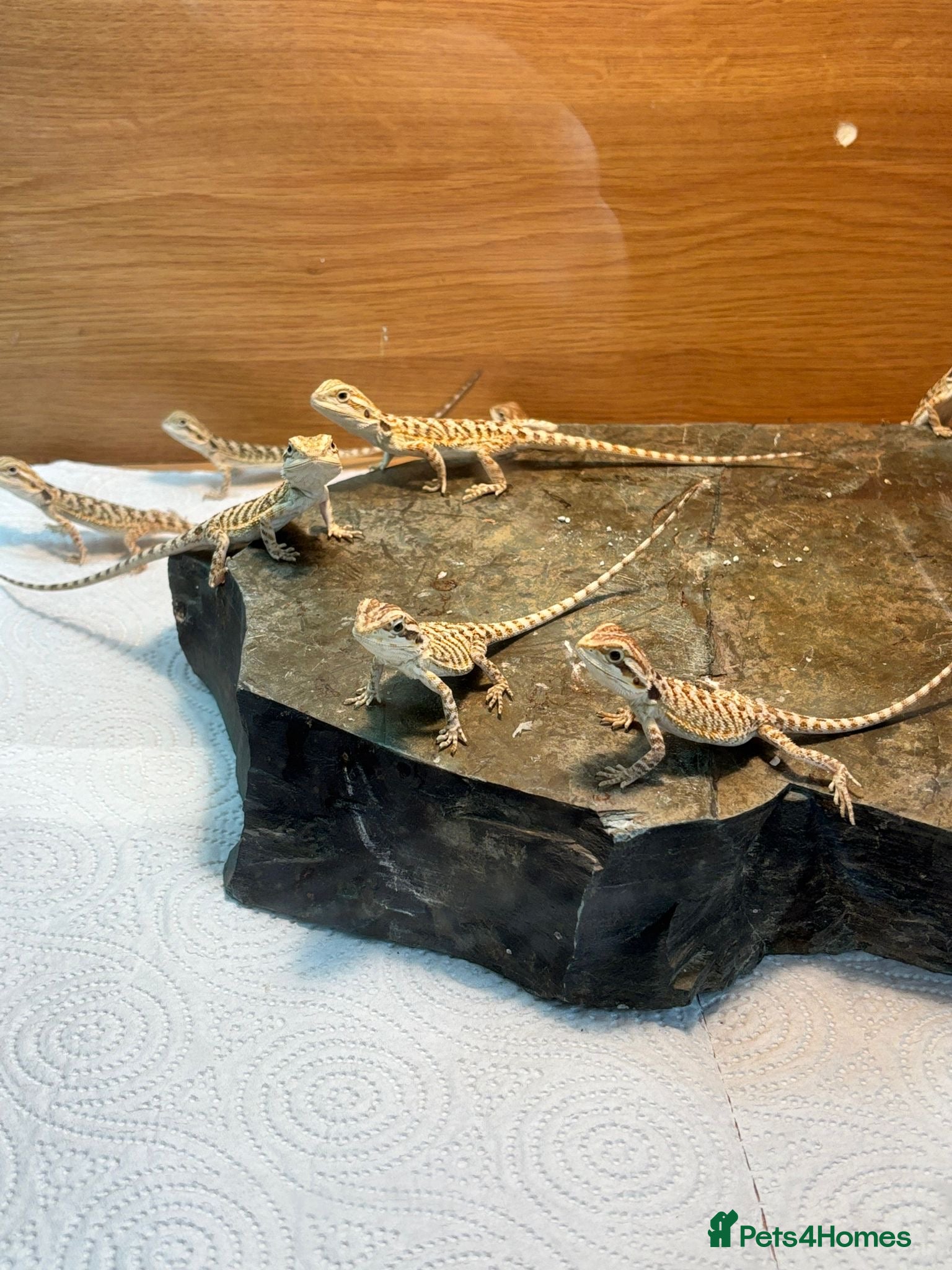 Bearded Dragon reptiles Baby Bearded Dragons - Advert 21
