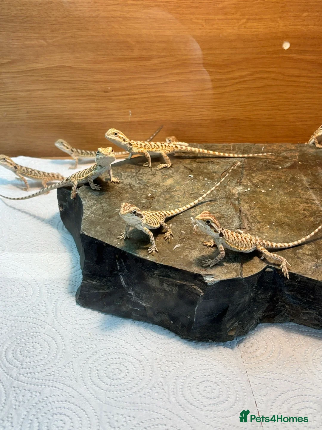 Bearded Dragon reptiles for sale: Baby Bearded Dragons - Advert 1
