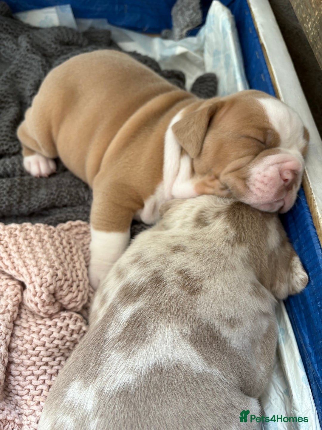 Olde English Bulldogge dogs for sale: Stunning Litter of OldTyme English Bulldogge!!💖💙 - Image 11