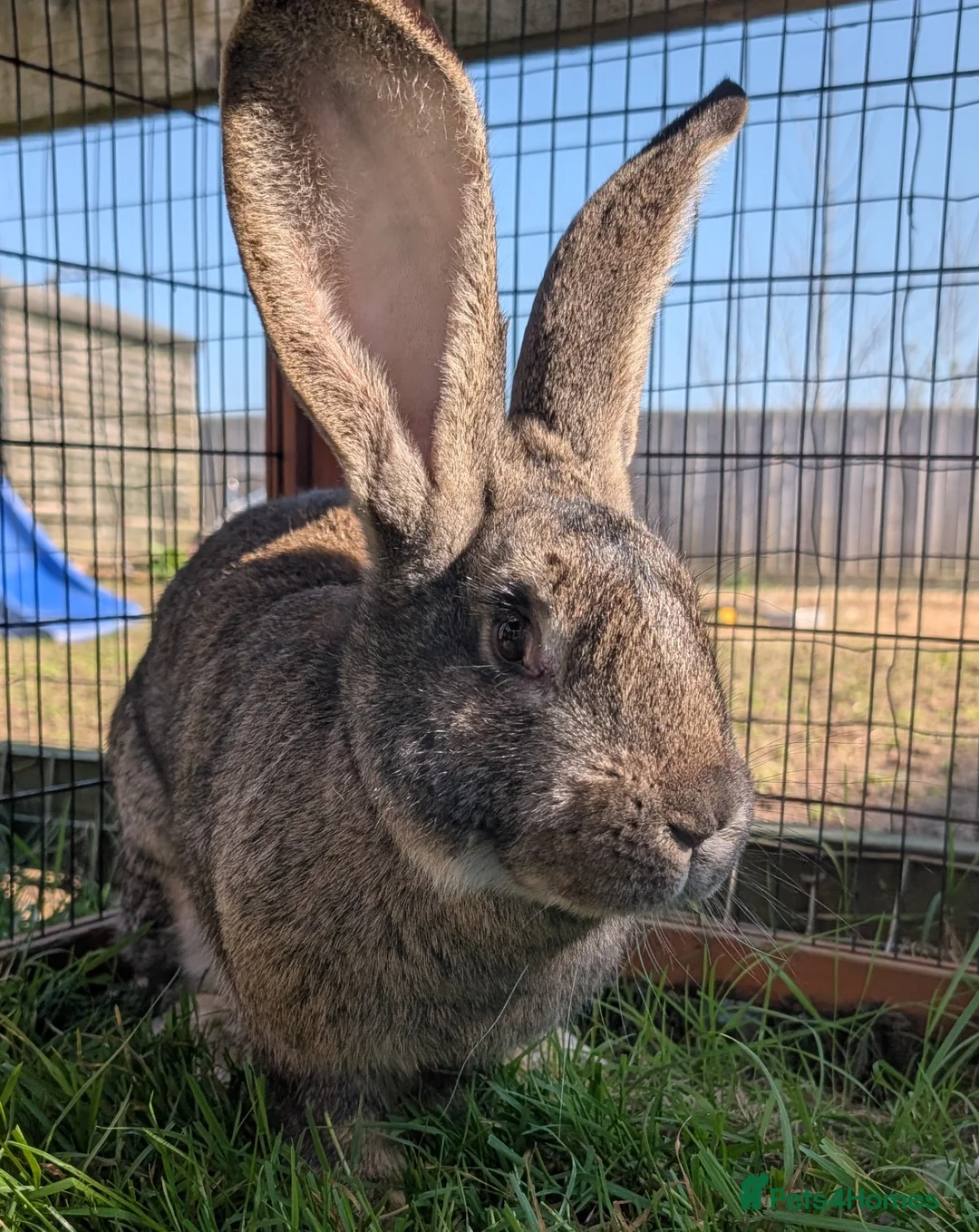 Continental Giant rabbits for sale: Pure Bred Agouti Continental Giant Doe - Advert 1