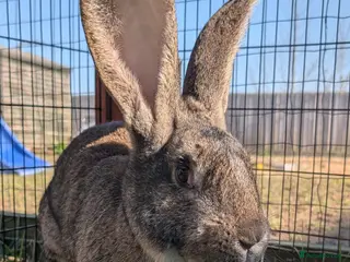 Continental Giant rabbits Pure Bred Agouti Continental Giant Doe - Advert 2