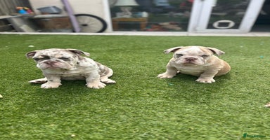 English Bulldog dogs - Advert 3