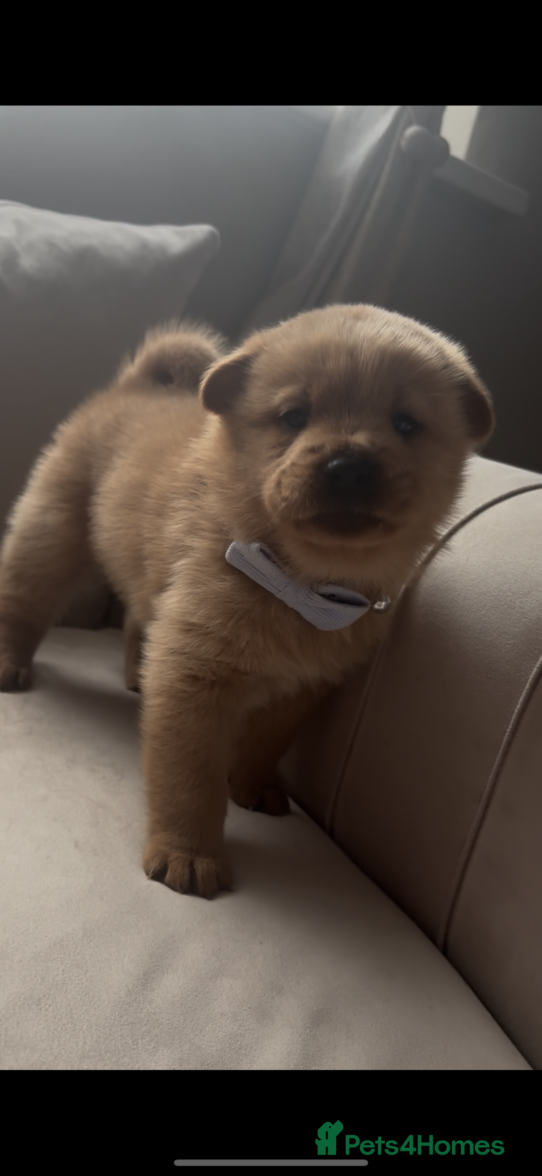 Mixed Breed dogs for sale: Chowweiler puppy’s  - Advert 6