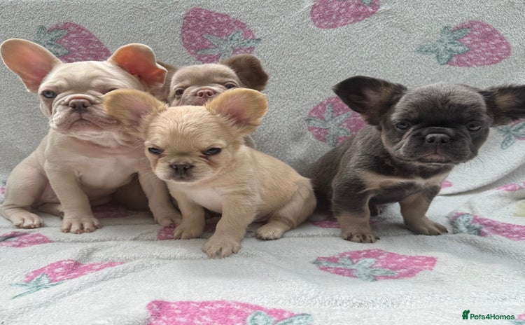 French Bulldog dogs - Advert 15
