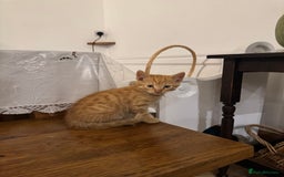 Domestic Shorthair cats for sale:  Domestic Shorthair orange tabby. - Image 2