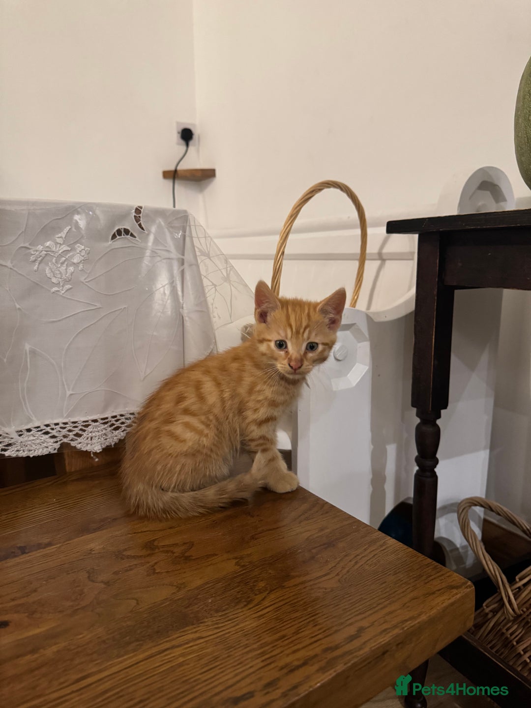 Domestic Shorthair cats for sale:  Domestic Shorthair orange tabby. - Image 2