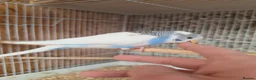 Budgerigars birds for sale: Hand tame violet baby budgies for sale  - Advert 12