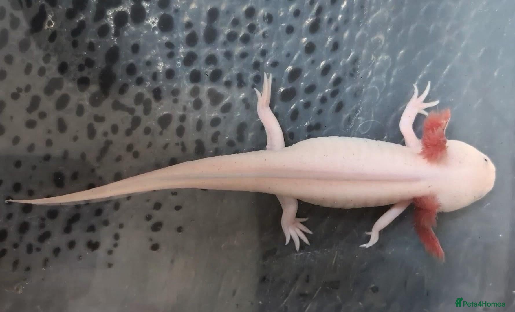Axolotl reptiles Junior Axolotls - LAST 1 REMAINING - READY NOW! - Advert 1