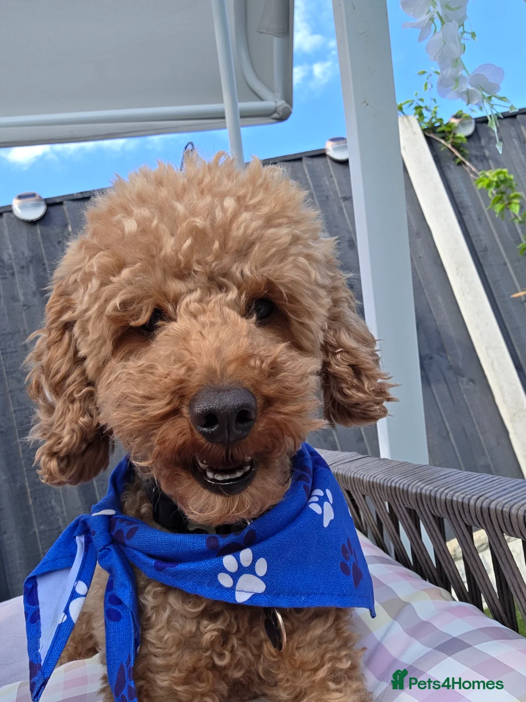 Toy Poodle dogs for stud: toy poodle short notice DNA clear PRA in Nottingham - Advert 3