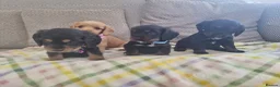 Cocker Spaniel dogs for sale: Cocker spaniel pups  - Advert 19