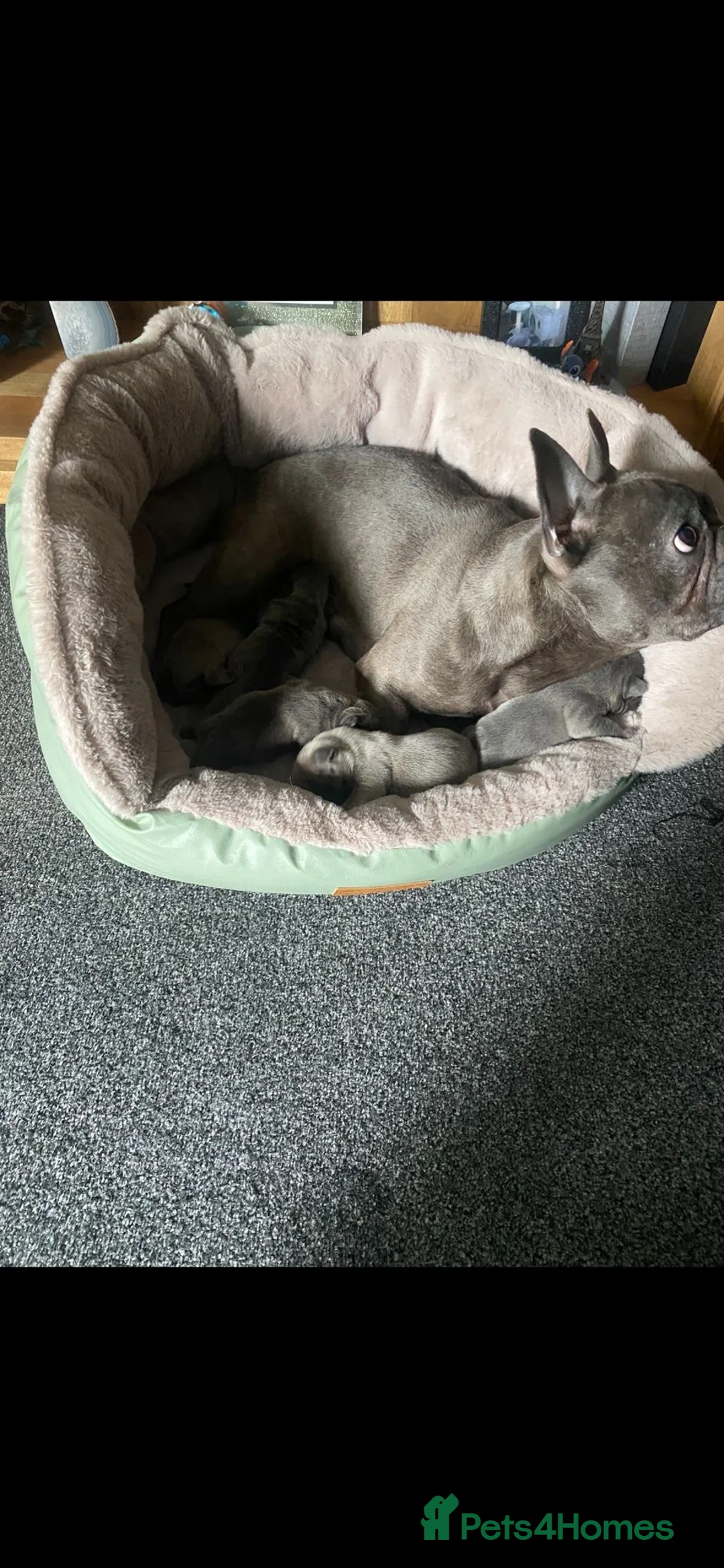French Bulldog dogs for sale: Beautiful chunky frenchie puppies - Advert 1