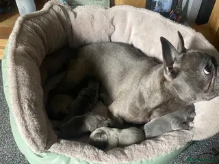 French Bulldog dogs Beautiful chunky frenchie puppies - Advert 6