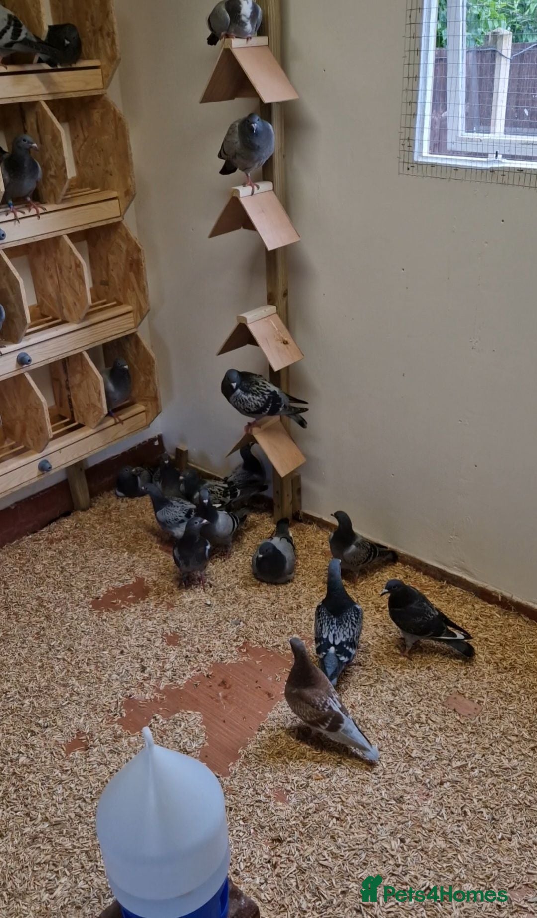 Pigeons birds Pedigree Racing Pigeons - Young Birds  - Advert 5