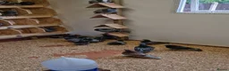 Pigeons birds for sale: Pedigree Racing Pigeons - Young Birds  - Advert 1