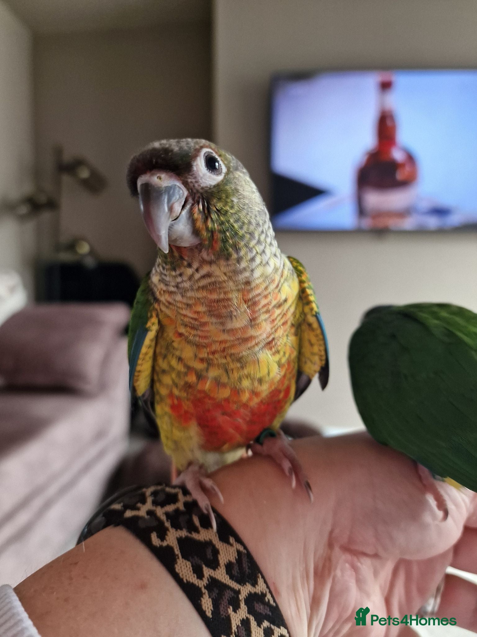 Conures birds Beautiful fully hand reared conures  - Advert 1