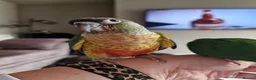 Conures birds for sale: Beautiful fully hand reared conures  - Advert 5