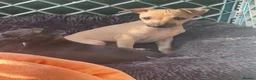 Italian Greyhound dogs for sale: 🐾✨Gorgeous KC Italian greyhound licensed breeder  - Advert 10