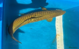 Koi Carp fish for sale: Various koi carp for sale  - Image 35