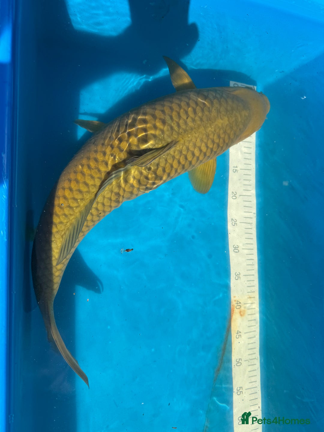 Koi Carp fish for sale: Various koi carp for sale  - Image 35