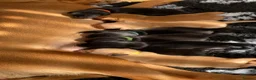 Labrador Retriever dogs for sale: Gamekeeper bred Working kc reg Labrador pups  in Doncaster - Advert 8