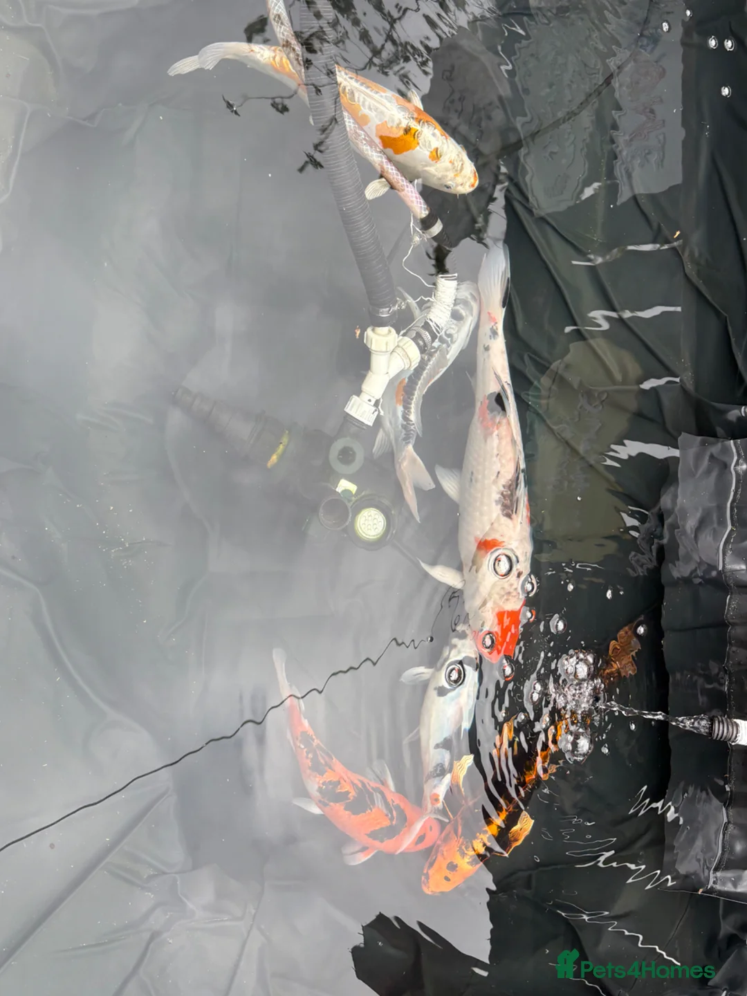 Koi Carp fish for sale: Koi carp - Advert 2