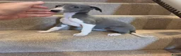 Whippet dogs for sale: 🐾Beautiful Whippet Puppies🐾 - Advert 7