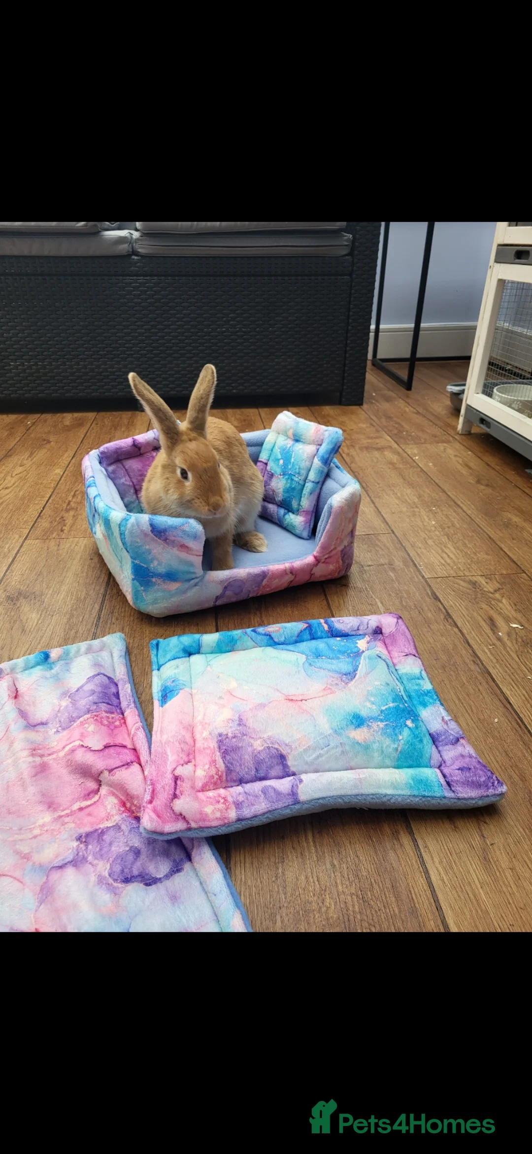 Mixed Breed rabbits for sale: Lola Rabbit - Advert 2