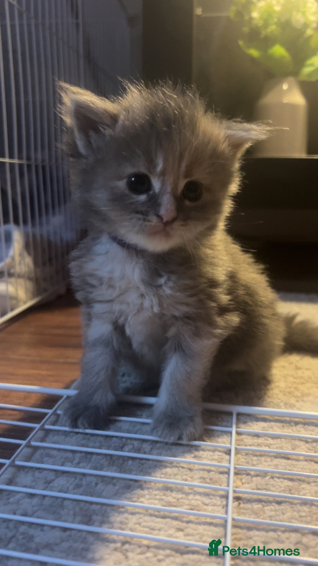 Maine Coon cats for sale: Maine coon kittens for sale  - Advert 3