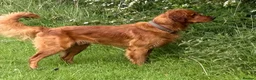 Goldendoodle dogs for sale: F1 Goldendoodle Puppies  - Advert 6