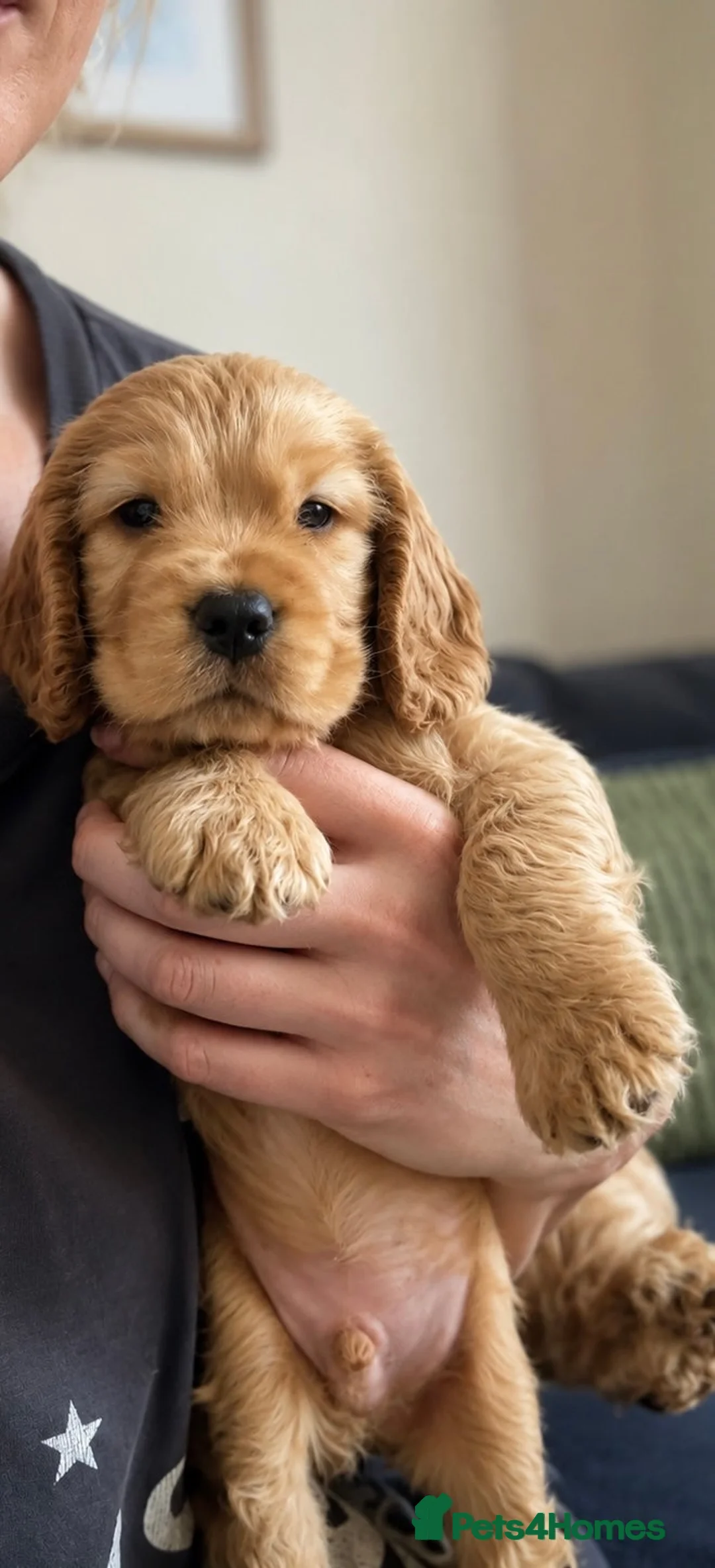 Cocker Spaniel dogs for stud: PROVEN STUD 100% show cocker, KC REG, Clear health - Advert 2