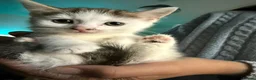 Mixed Breed cats for sale: Beautiful kittens mixed with ragdoll - Advert 10